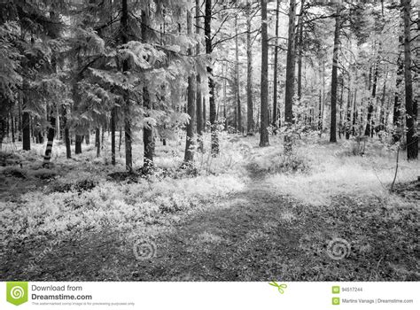 Country Gravel Road In Forest Infrared Image Stock Photo Image Of