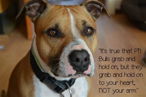 Pitbull Puppy Love Quotes About Pitbulls Dogvills