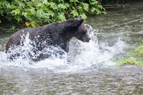 Jons Journeys Camp Run A Muck Hyder Ak And The Bear Viewing Platform