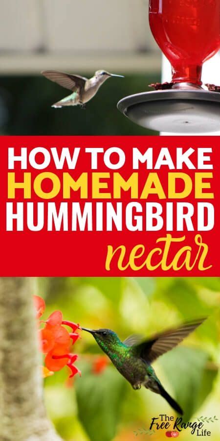 Easy Hummingbird Nectar Recipe Plus Faq And Tips Homemade Hummingbird