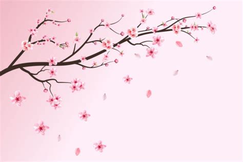 Realistic Cherry Blossom Sakura Flower Grafik Von Iftidigital