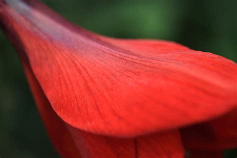 Free Images Leaf Flower Petal High Red Tropical Color