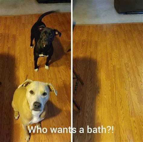 Mailman Chasin Doggo Memes 38 Dog Memes Animal Memes Clean Funny