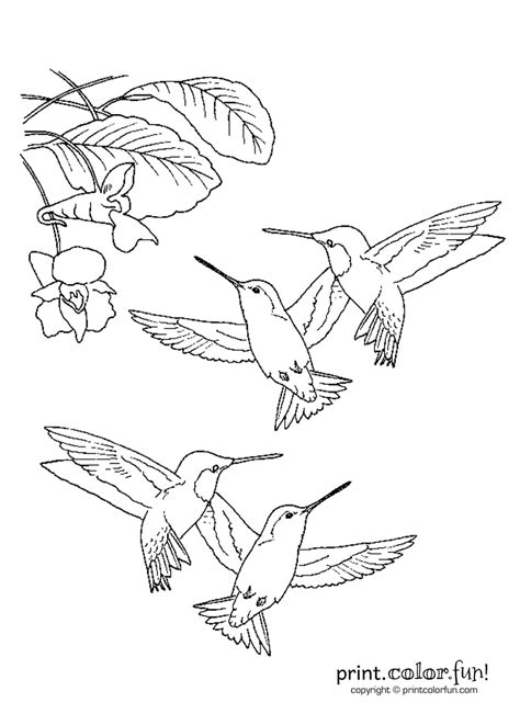 And we have a huge collection! Hummingbirds - Print Color Fun!