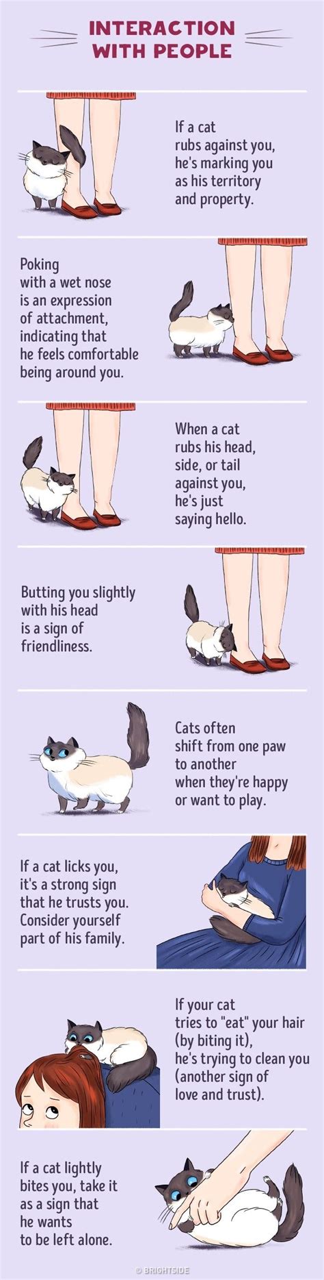 How To Find A Common Language With Your Cat Cat Behavior Cat
