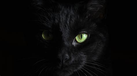 Обои кот бомбейская кошка черная кошка британская короткошерстная