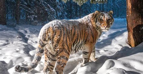 A Photographer Captures A Photo Of A Rare Siberian Tiger Alex Leoshko