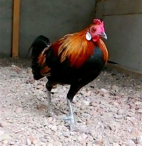 Red Jungle Fowl The Ancestor Of Chicken Breeds In The World
