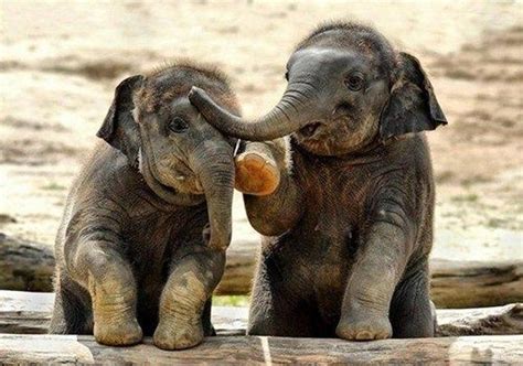 Two Baby Elephants Playing Together Cute Baby Animals Elephant