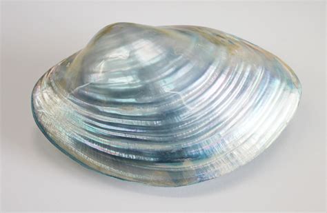 Blue Polished Clam Pairs Pearlized Clam Shells California Seashell
