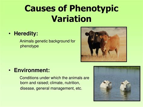 Ppt Basic Genetics And Selection Powerpoint Presentation Free