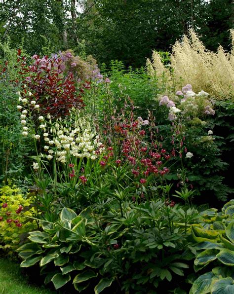 There are many perennials that produce their best foliage and flowers in partial or semi shade. Martagon lilies, hosta, aruncas | Shade plants, Part shade ...
