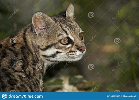 Tigre Cat Ou Oncilla Leopardus Tigrinus Retrato De Adulto Foto De Stock