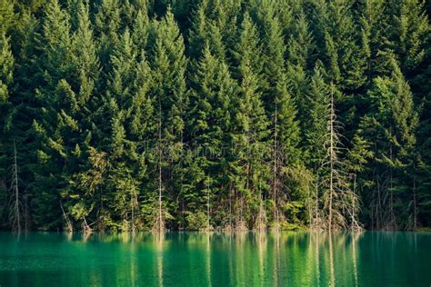 Pine Trees And Lake Stock Photo Image Of Emerald Scenery 27947686