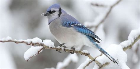 Blue Jay Spirit Animal Guide Totem Symbolism And Meaning What Dream