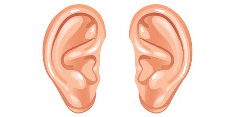 Cartoon Ears Transparent Png Stickpng