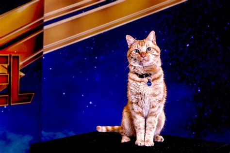 Meet Goose The Cat In Captain Marvel That Steals The Show From Brie