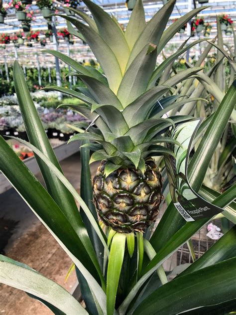 Pineapple Propagation 9 Easy Steps To Root A Fruit Top Growing