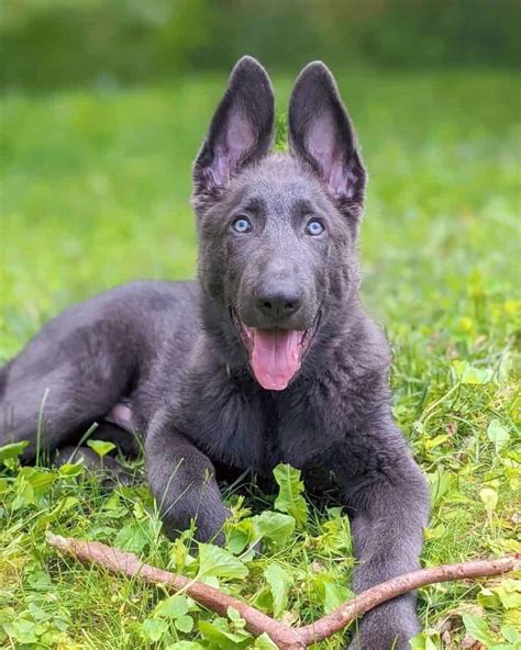 Blue German Shepherd Facts Genetics Health Pictures And Faqs