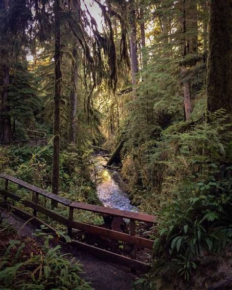Quinault Rain Forest In Olympic National Park Washington One Of The