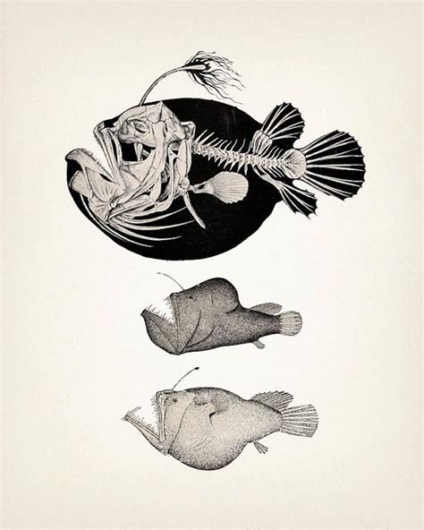 Fish Anatomy Anatomy Drawing Gravure Illustration Science