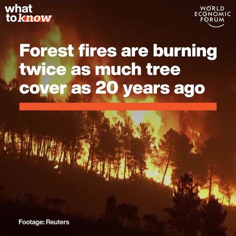 What To Know Forest Fires World Economic Forum