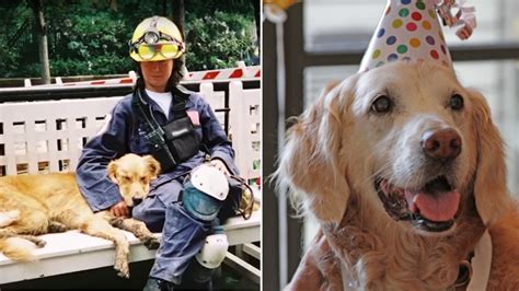 Last Living 911 Rescue Dog Dies In Texas Abc7 San Francisco