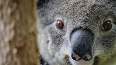 Koala Close Up A Glimpse Into The Eyes Of Australia S Iconic Marsupial