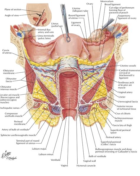 The weight of the trunk is transmitted through the pelvis into the legs. Female Pelvis | Female reproductive system anatomy, Body ...