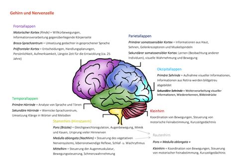 Gehirn Und Nervenzelle Warning Tt Undefined Function 32 Gehirn Und