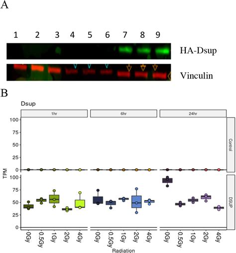 Student exploration human karyotyping gizmo answer key scientists use karyotypesto study the chromosomes in a cell. Student Exploration: Human Karyotyping / Learn vocabulary ...