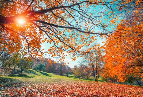 Laeacco Autumn Landscape Backdrop 7x5ft Vinyl Photography