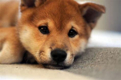 Image Shiba Inu Puppies Cute Poochpedia