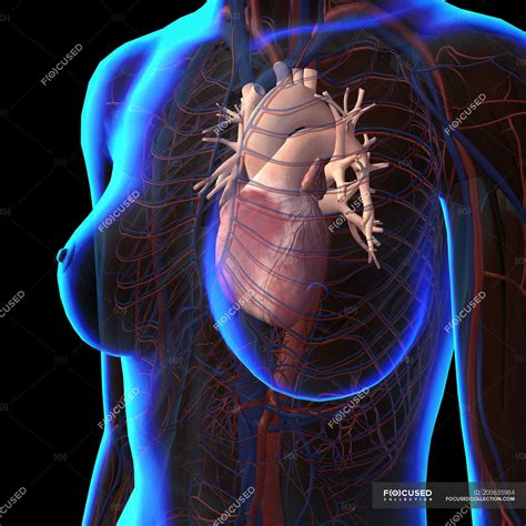 X Ray View Of Female Chest With Heart And Circulatory System — Biology