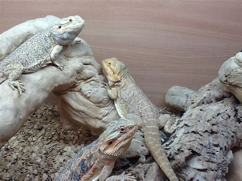 E Midlands 3 Beardies And Full Set Up For Sale Reptile Forums