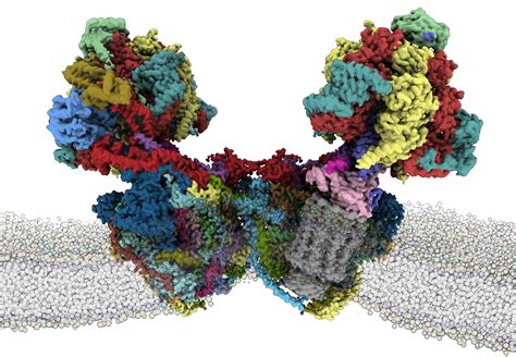 It's made of proteins, and in each one of our 100. Structure of a mitochondrial ATP synthase