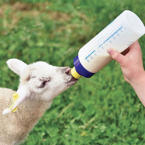 Wide Mouth Lamb N Kid Feeding Bottle Premier1supplies