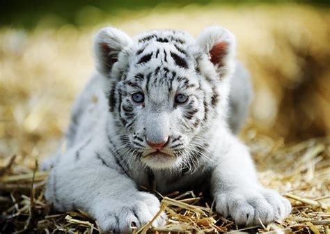 72 Baby White Tiger Wallpaper