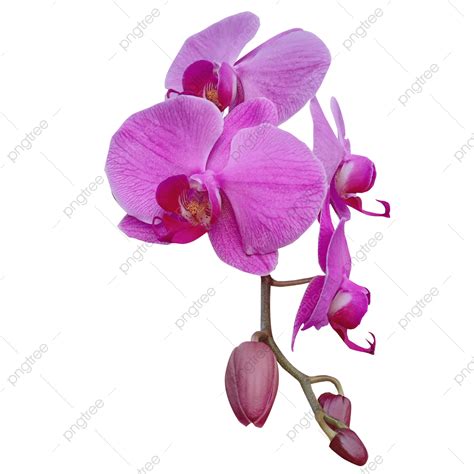 Orchid Flowers Png Image Orchid Flower Orchid Flower Plant Png