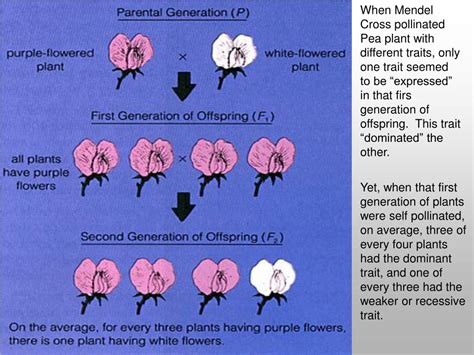 Ppt The Inheritance Of Physical Traits And Gregor Mendel Father Of