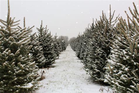 The Best Christmas Tree Farms To Visit In Cottage Country This Year