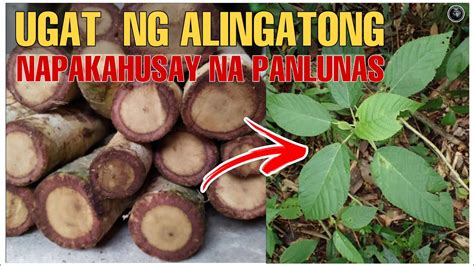 Alingatong Tree Health Benefits Herbal Plants Bhes Tv Youtube