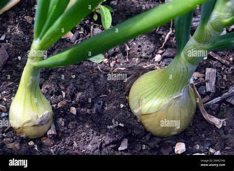 Onion Allium Cepa Autumn Champion Grown In A Raised Bed In The