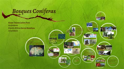 Bosques Coniferas By Claudia Garcia On Prezi