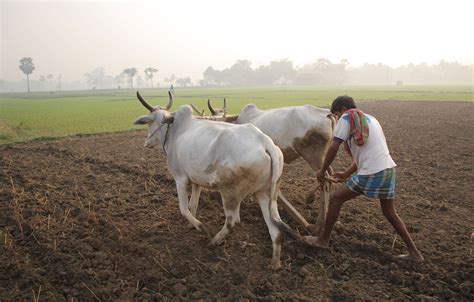 Rising Farmer Suicides Reveal The Agrarian Crisis In India