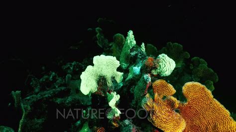 Night Shot Seascape Under Ultraviolet Light With Fluorescent Coral In