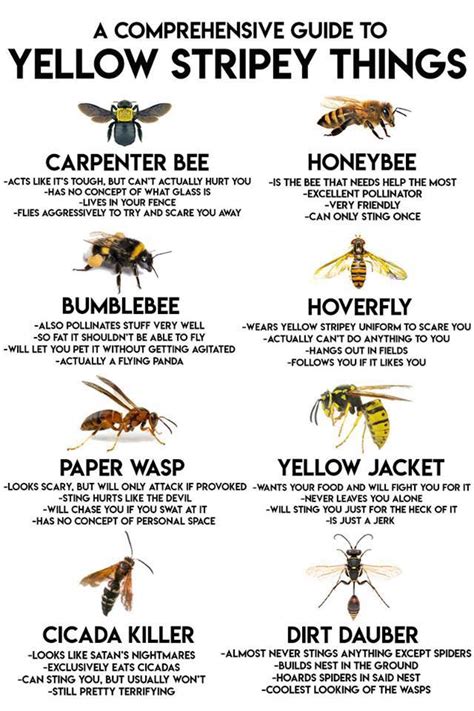 Frequently Asked Questions About Wasps And Hornets