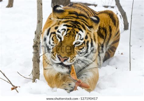 Siberian Tiger Panthera Tigris Altaica Eats Stock Photo Edit Now