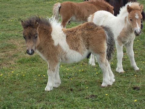 Remix Of Fat Shetland Ponies Thinglink Miniature Ponies Miniature