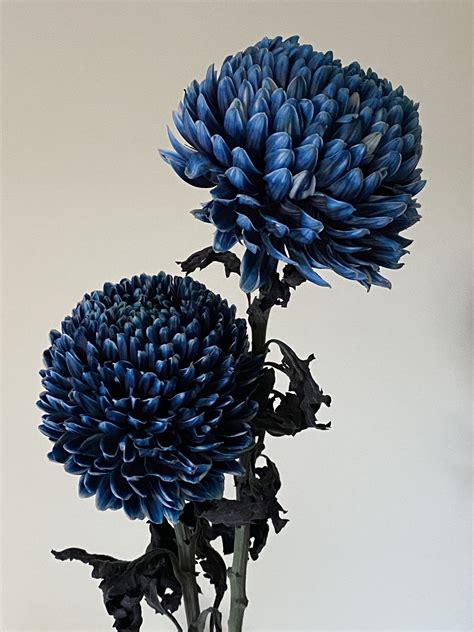 Chrysanthemums Chrysanthemum Flower Art Blue Mums